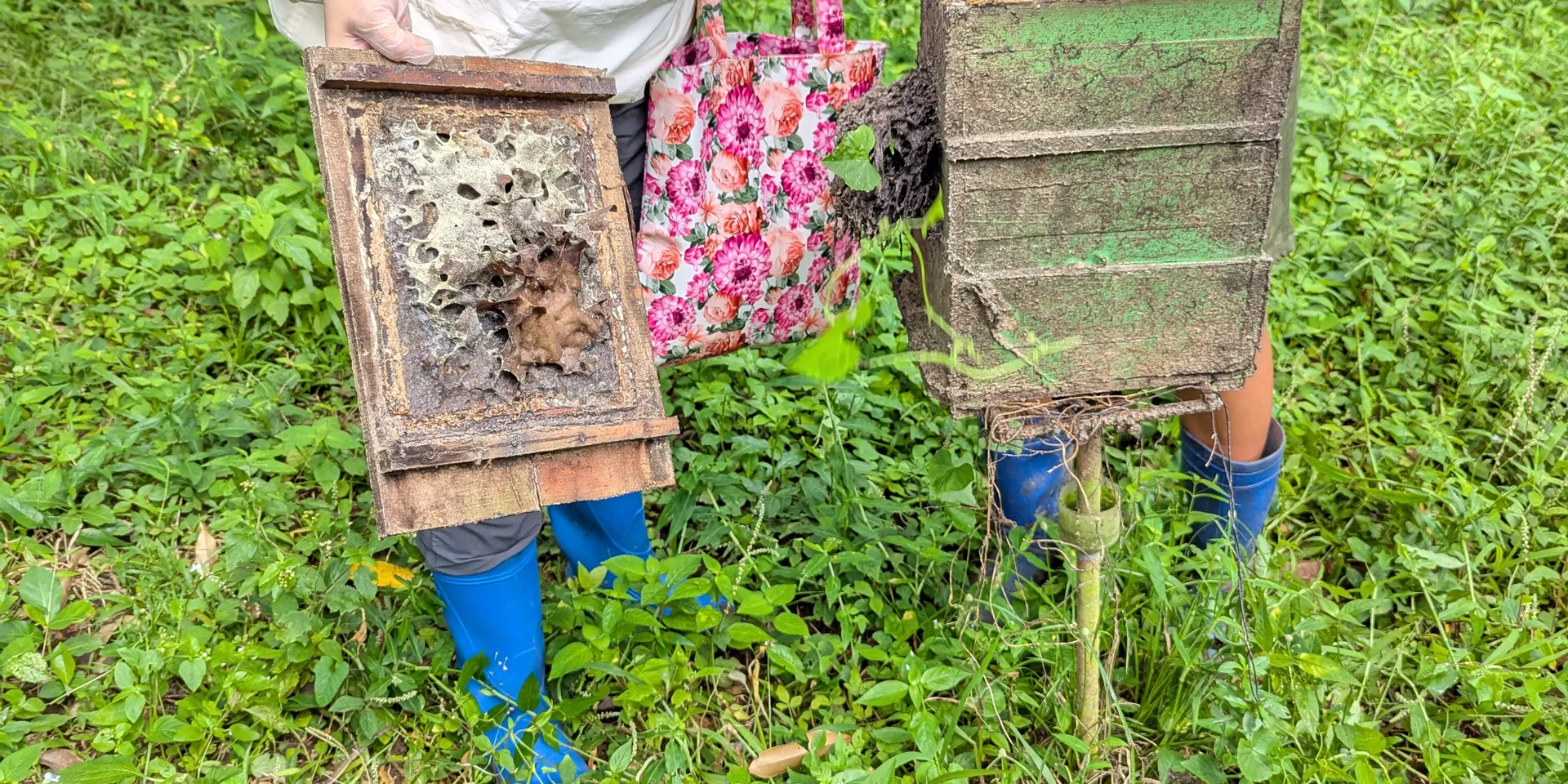 Researchers at UPLB lab examining a stingless bee hive