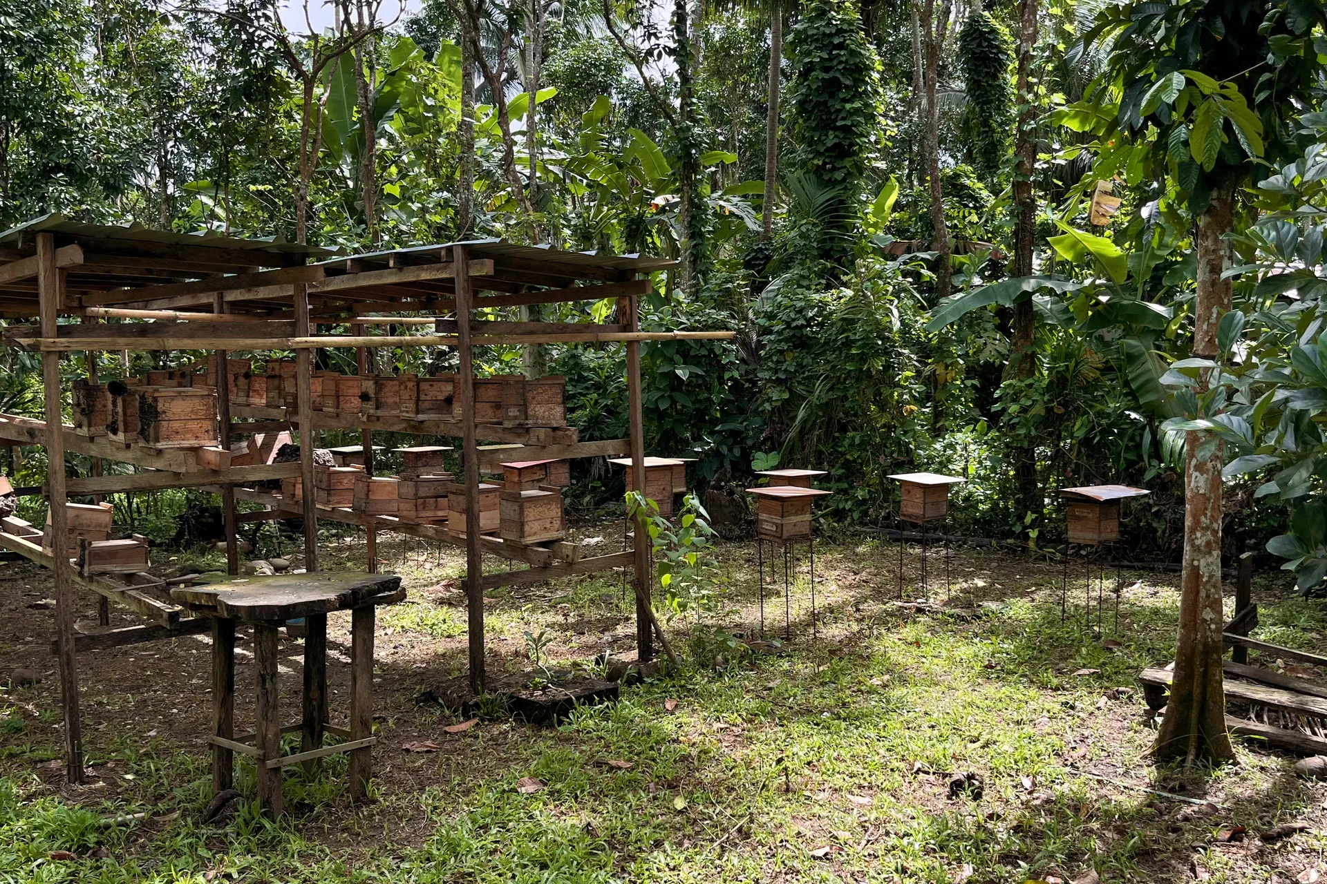 Stingless bee hives at Annie's Natural Farm in Nagcarlan