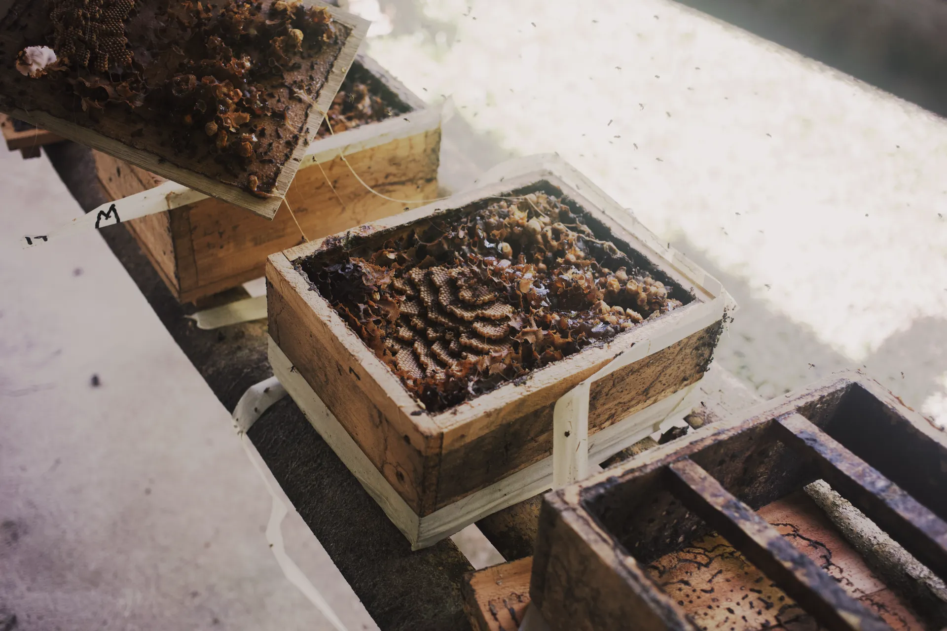 A stingless bee hive