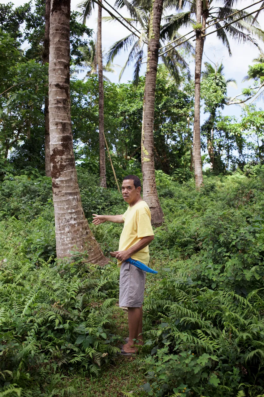 Victor Esmeris showing the coconut trees from where the lambanog begins